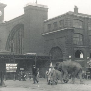Éléphants marchant des docks passant par la gare de Kings Cross en route vers le zoo de Londres, septembre 1927 - Frederick William Bond